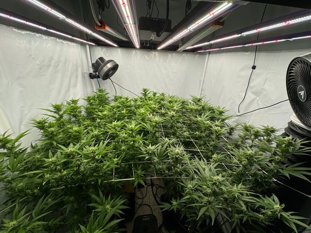 Permanent Marker, Gary Payton — flower, day 24