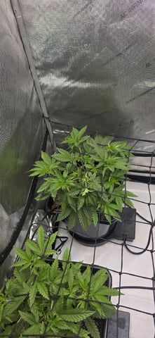 Lime Rian. — vegetative, day 37