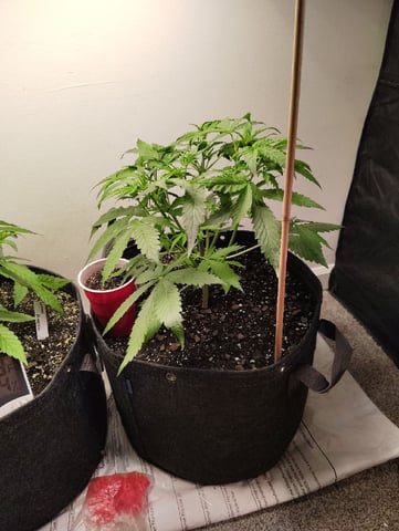 Beans For Days run — vegetative, day 31