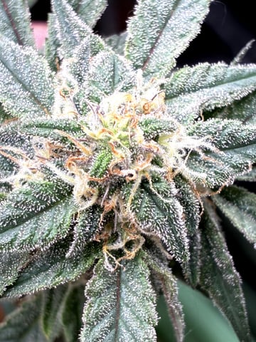 Blueberry critical kush x purple peyote wifi  and one L.a kush cake . — flower, day 29