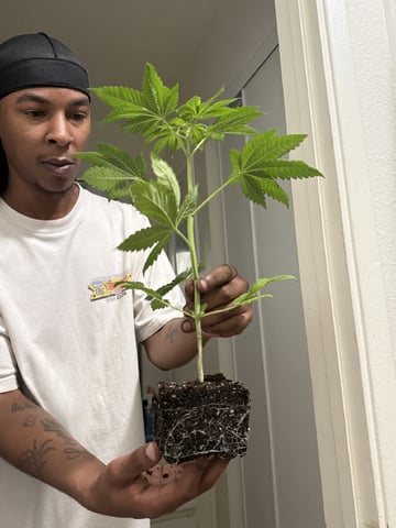 Super Glue — vegetative, day 1