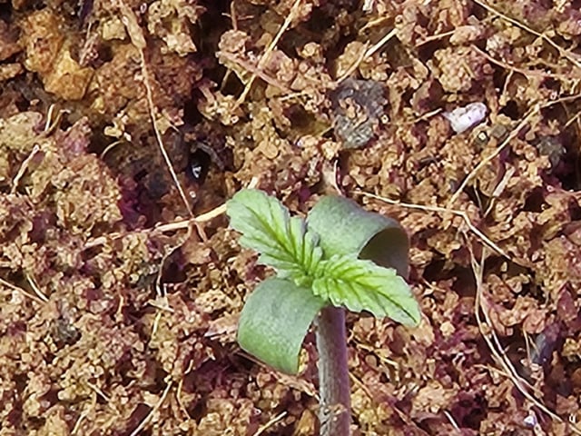 Oregon And Blue Kush 3 A Piece  — grow_setup, day 2