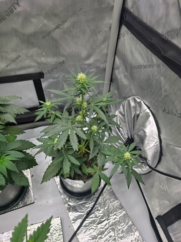 Homegrown - 🍒 🥧 & GSC Auto, 🚀 Seeds 🍌 Buttercups  — flower, day 39