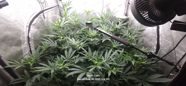 Another Custom Creation — flower, day 94