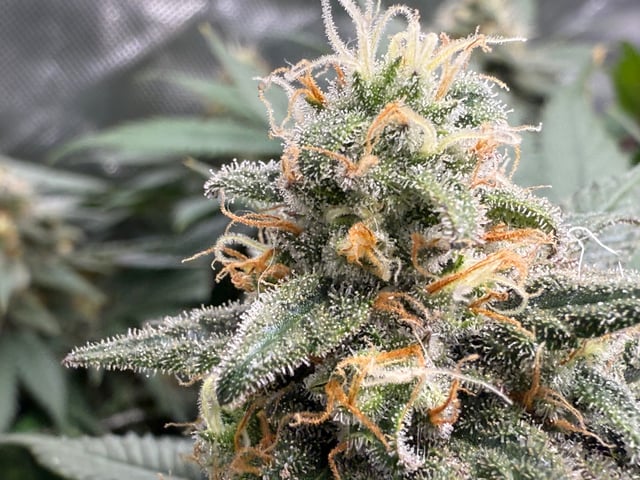 Green Gelato — flower, day 98