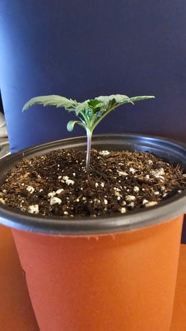 GT2 — seedling_rooting, day 23