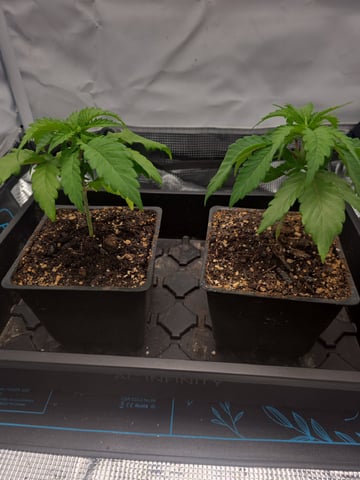 lilac diesel Rbx2 — vegetative, day 25