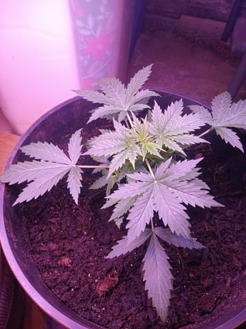 aurora auto — vegetative, day 15