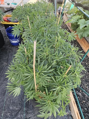 Sour Headies/OGBX1 — vegetative, day 23