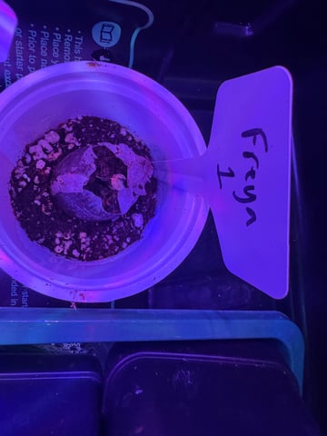 Freya’s Marmalade — seedling_rooting, day 1