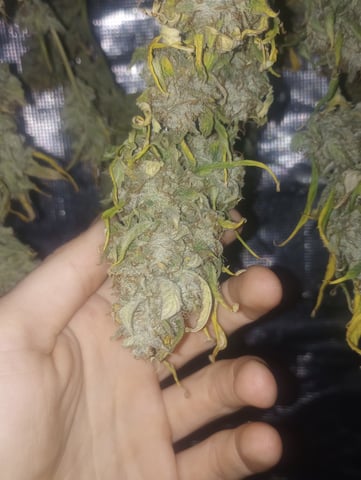 ethos — harvest, day 53