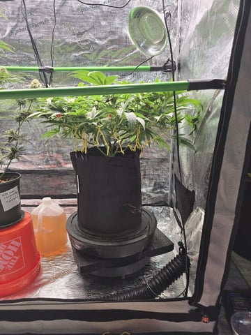 Divine Gelato 3 x Blue Zushi x 44 Photo — flower, day 64