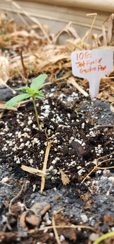 10G's — seedling_rooting, day 7