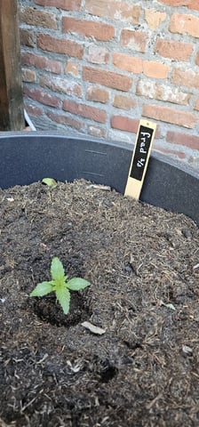 Purple Haze Autoflower — vegetative, day 23