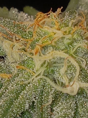 closet grow for veg with a.c infinity air intake fan .With no carbon filter just suction,and spider farmer sf 7000.Then a spider farmer sf tent 4×4×6.5with a G1500 l.e.d from spiderfarmer and spider farmer 6inch clip oscalating fan. — flower, day 54