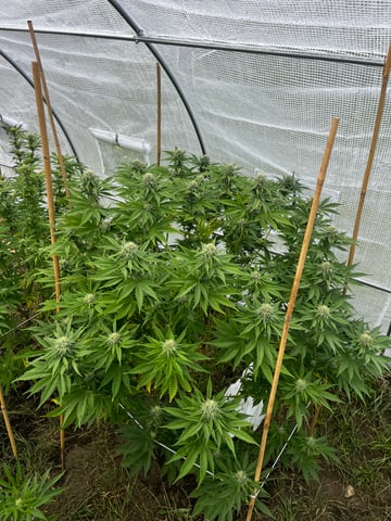 outdoor grow  — flower, day 32