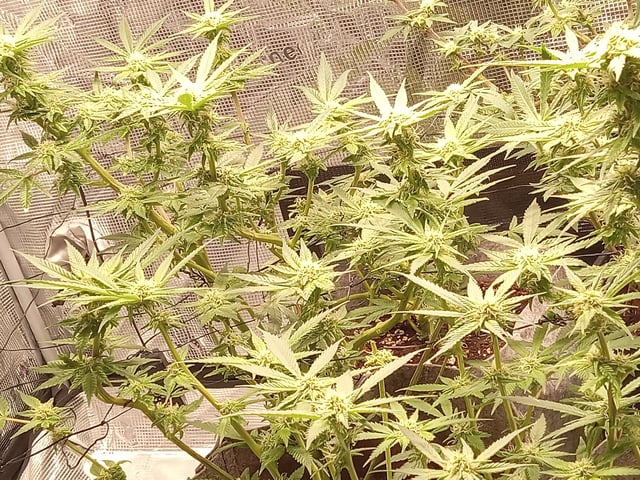 Blueberry critical kush x purple peyote wifi  and one L.a kush cake . — seedling_rooting, day 16