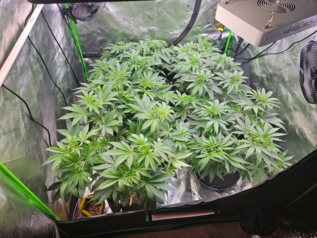 1st Grow — flower, day 18