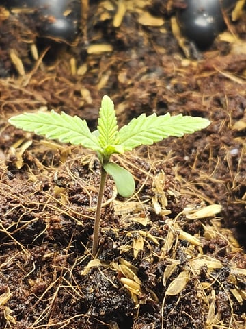 Misses Lovetts — seedling_rooting, day 2