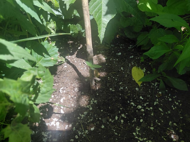 Growing  A New One — vegetative, day 1