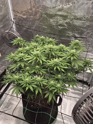  Insane OG — flower, day 106