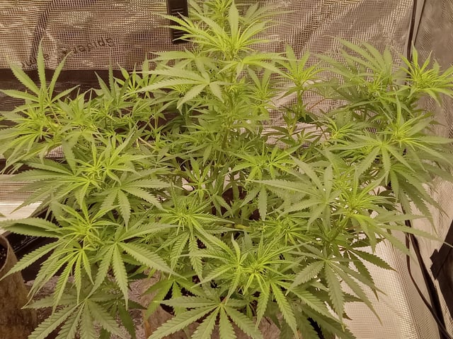 Blueberry critical kush x purple peyote wifi  and one L.a kush cake . — flower, day 81