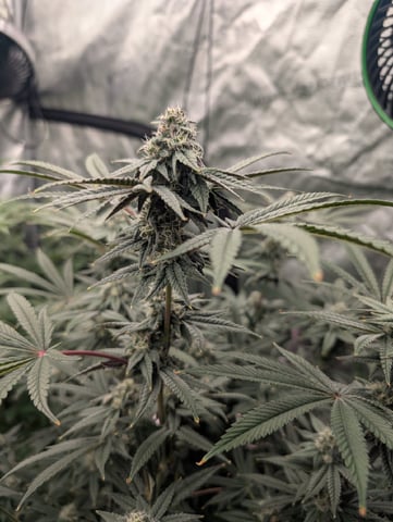 EG/SM/SG/CW — flower, day 105