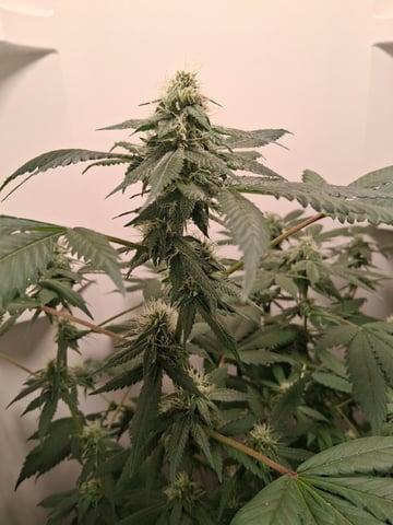 S&D  First Grow — flower, day 70