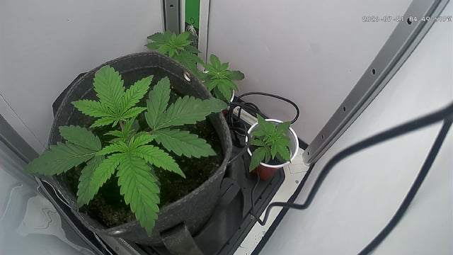 Blue Dream