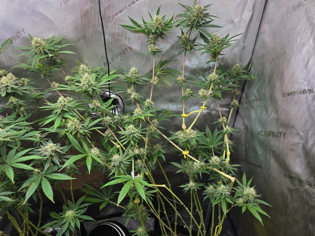 Purple Haze  — harvest, day 90