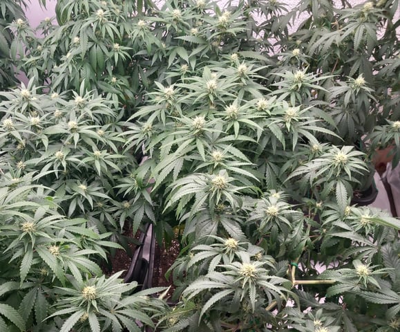 10x Critical Feminisiert from Ganjafarmerseeds  — flower, day 90