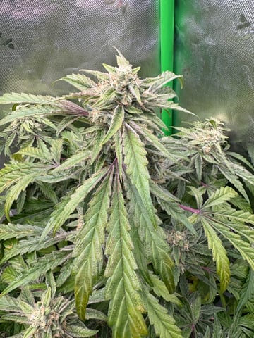 second grow — flower, day 44