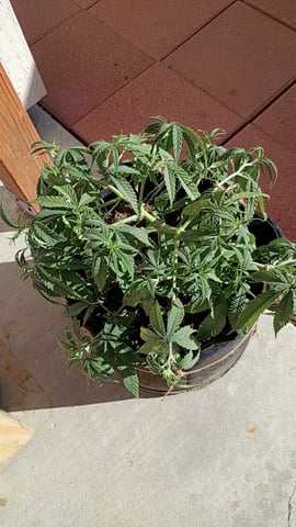 Purple Plum Perfect 💜 & 2 Grape Runtz 🍇 Mainlining garden.  — auto, day 67