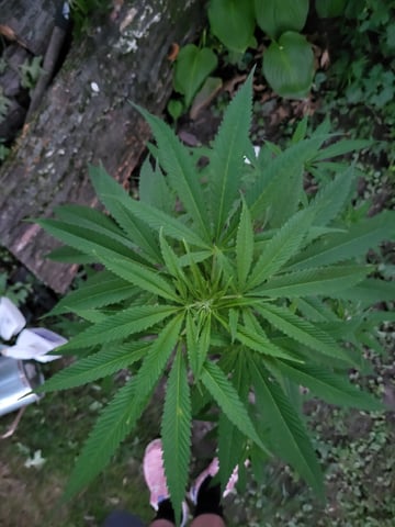 Bread — vegetative, day 24