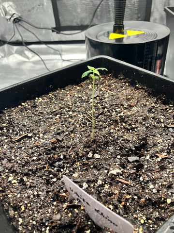 My First Grow — seedling_rooting, day 14