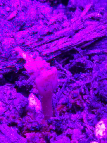 My First Indoor Grow — seedling_rooting, day 3