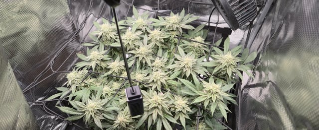 john — flower, day 8