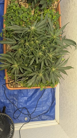 Summer Grow  — flower, day 54