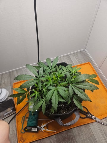 Mango Runtz — seedling_rooting, day 40