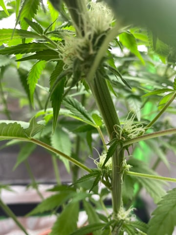 2nd Try — flower, day 81