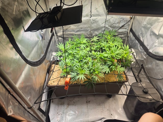 White rhino — flower, day 56