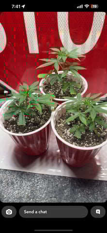 Wedding cake & Indoor Wedding Cake Clones — seedling_rooting, day 13