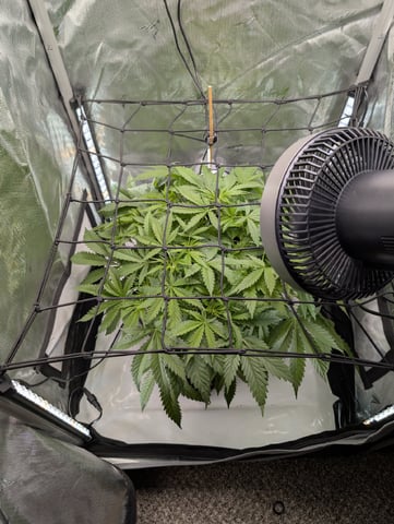 Cinderella 99 — vegetative, day 46