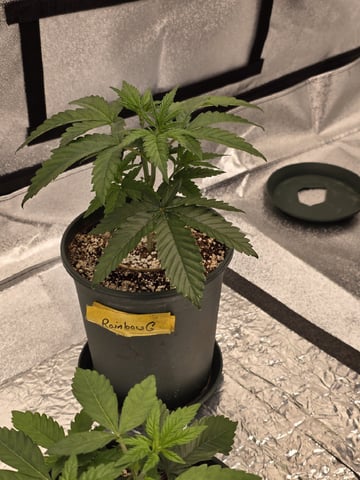 2026 Photoperiods — vegetative, day 35