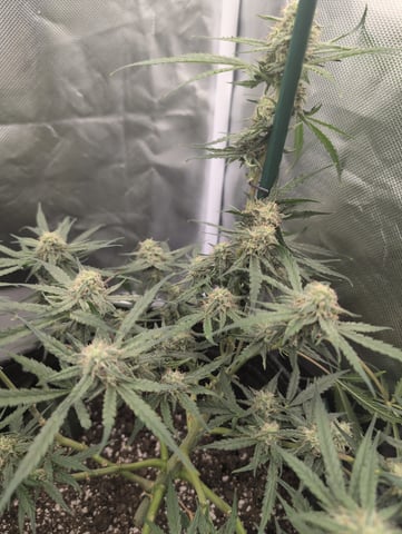 memphisto 3 bears OG, ethos high note r1 — flower, day 55