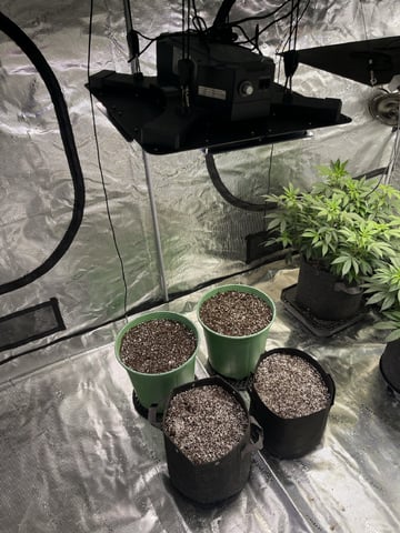 Rippleys OG Auto (Mephisto Genetics) 1st Attempt at Autos — seedling_rooting, day 4