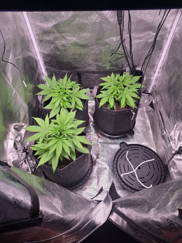 Blue Dream Feminized  — vegetative, day 36