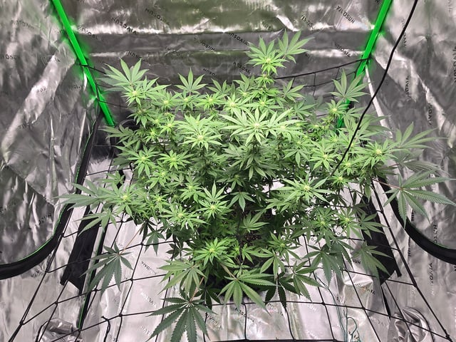 First grow — flower, day 73