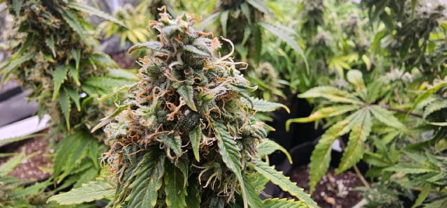 skywalker haze — grow_setup, day 88