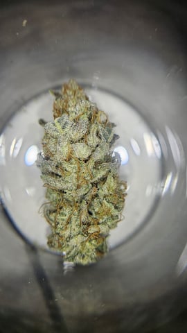 Jelousy Fast(Photo) & Ultra Voilet (Auto) — flower, day 48